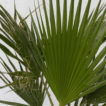 Garden Palms Fläktpalm - Washingtonia Robusta - Höjd 70-90Cm - ⌀21Cm