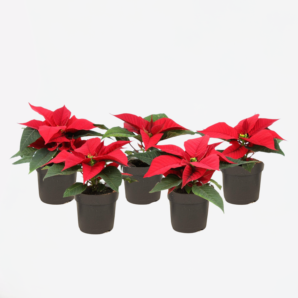 Florastore Julstjärna - Set Om 5 - Euphorbia Pulcherrima - Höjd 5-10Cm - ⌀7Cm