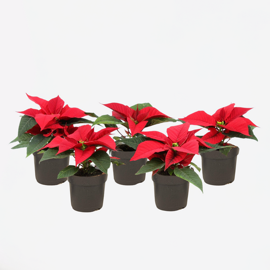 Florastore Julstjärna - Set Om 5 - Euphorbia Pulcherrima - Höjd 5-10Cm - ⌀7Cm
