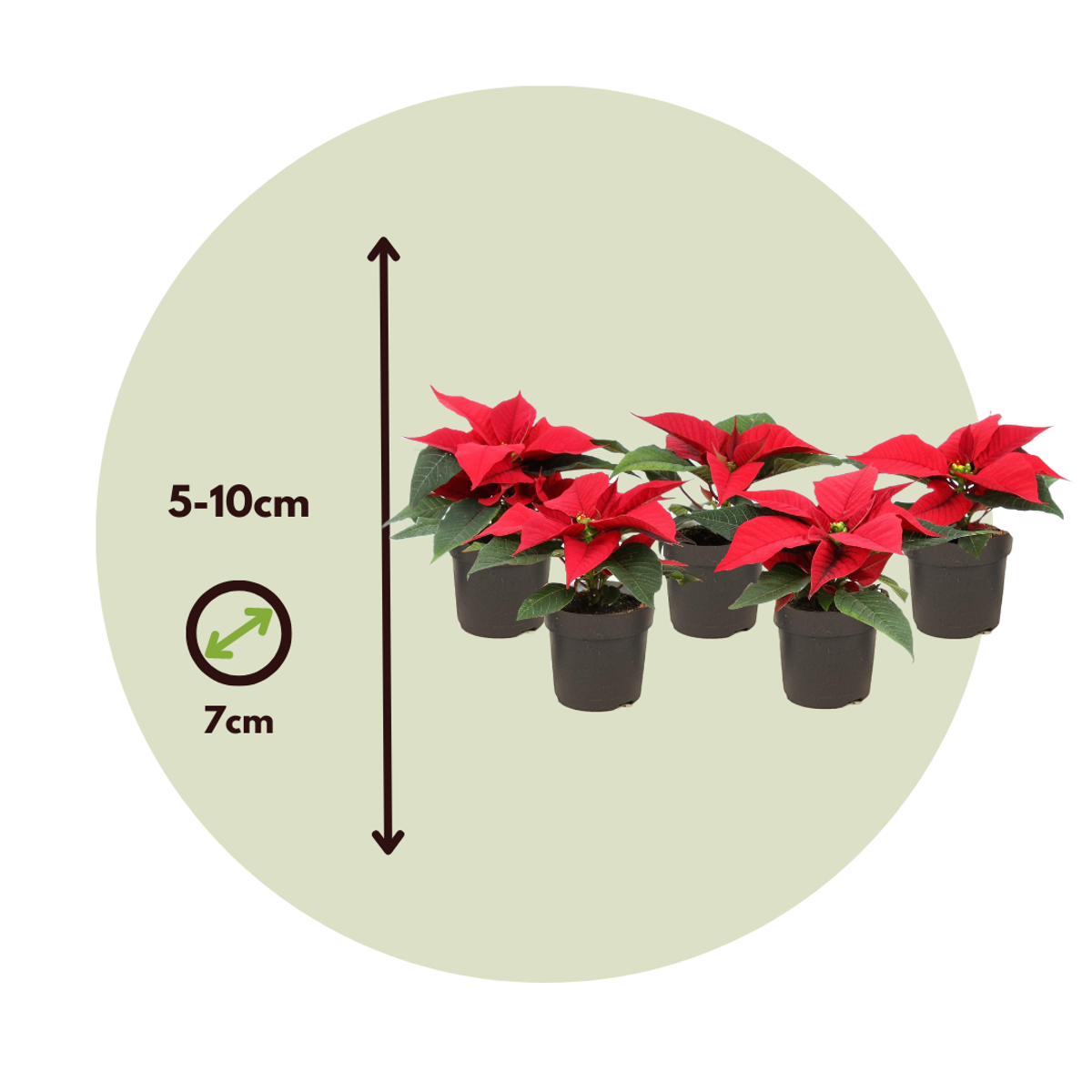 Blooming Houseplants Julstjärna - Set Om 5 - Euphorbia Pulcherrima - Höjd 5-10Cm - ⌀7Cm