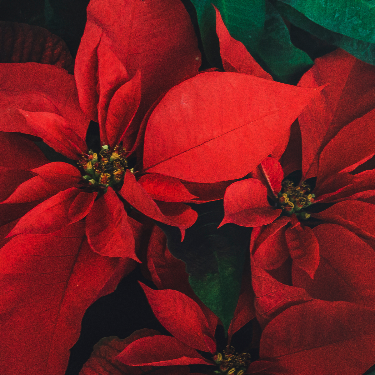 Blooming Houseplants Julstjärna - Set Om 5 - Euphorbia Pulcherrima - Höjd 5-10Cm - ⌀7Cm