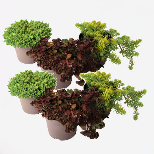 Florastore Sedumväxter - Set Om 6 - Sedum Reflexum - Höjd 10-15Cm - ⌀12Cm