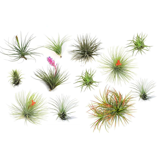 Florastore Luftväxt - Set Om 12 - Tillandsia - Höjd 5-15Cm - ⌀5Cm