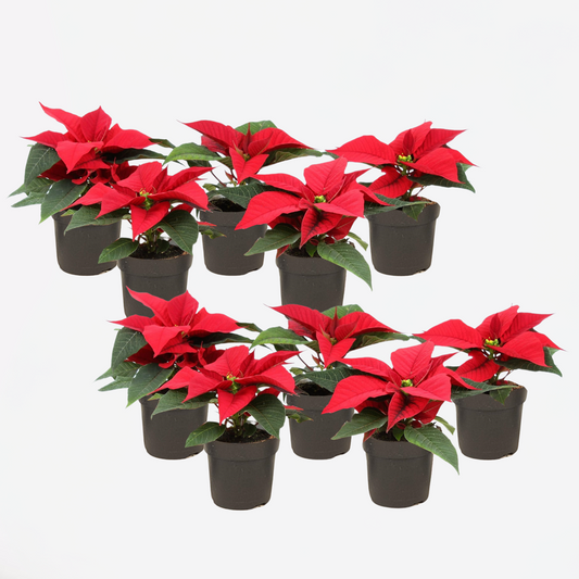 Blooming Houseplants Julstjärna - Set Om 10 - Euphorbia Pulcherrima - Höjd 5-10Cm - ⌀7Cm