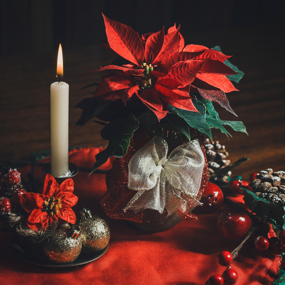 Blooming Houseplants Julstjärna - Set Om 10 - Euphorbia Pulcherrima - Höjd 5-10Cm - ⌀7Cm