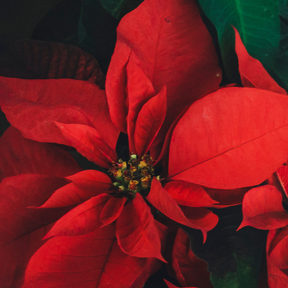 Blooming Houseplants Julstjärna - Set Om 10 - Euphorbia Pulcherrima - Höjd 5-10Cm - ⌀7Cm