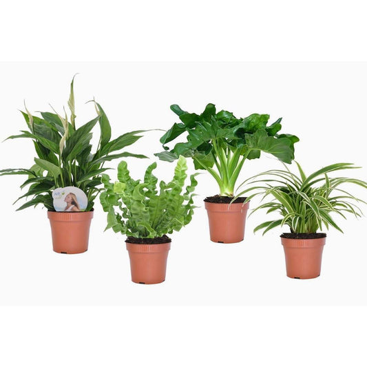 Florastore Badrumsmix - Set Om 4 - Bathroom Mix - Höjd 25-40Cm - ⌀12Cm