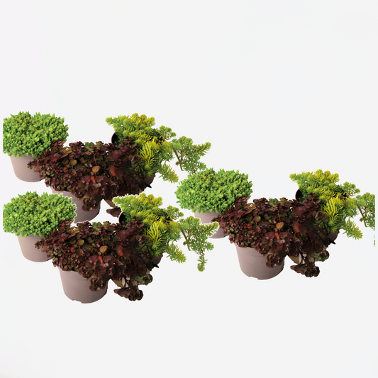Florastore Sedumväxter - Set Om 9 - Sedum Reflexum - Höjd 10-15Cm - ⌀12Cm