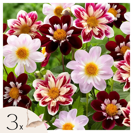 Florastore Dahlialökar - Sæt Om 3 - Dahlia 'Favorite Ballet' - Blomlökar