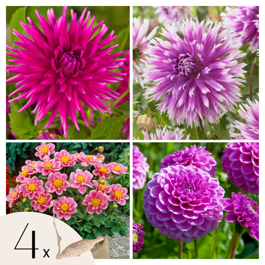 Dahlialökar - Sæt Om 4 - Dahlia 'Purple Love' - Blomlökar