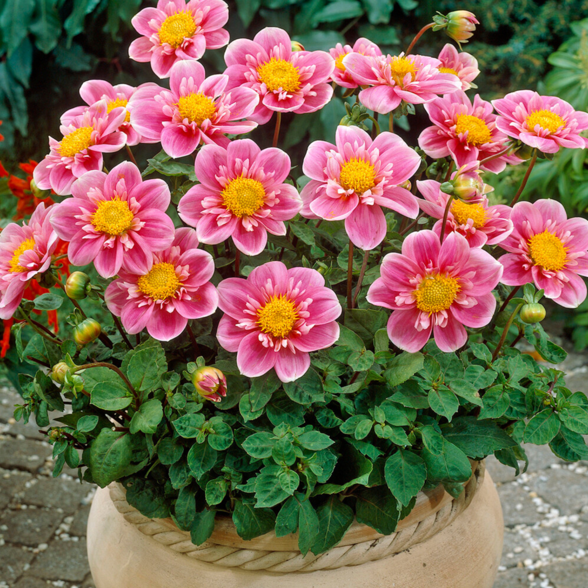 Dahlialökar - Sæt Om 4 - Dahlia 'Purple Love' - Blomlökar