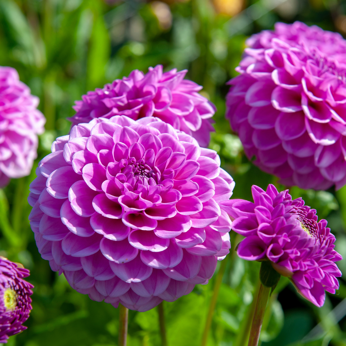 Dahlialökar - Sæt Om 4 - Dahlia 'Purple Love' - Blomlökar