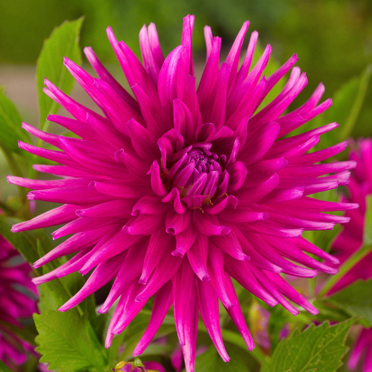 Dahlialökar - Sæt Om 4 - Dahlia 'Purple Love' - Blomlökar
