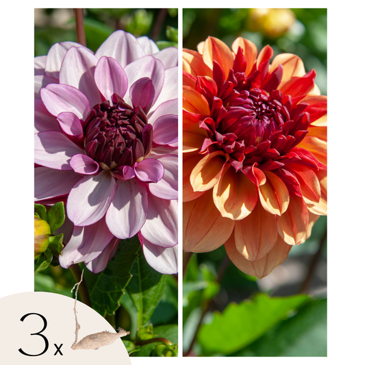 Dahlialökar - Sæt Om 3 - Dahlia 'Sweet & Honey' - Blomlökar