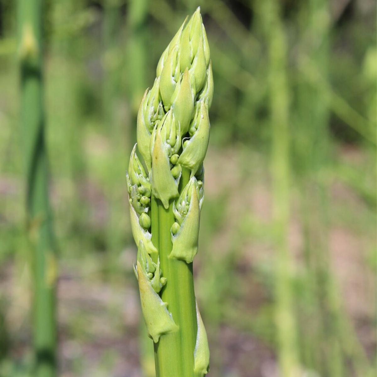 Other Types Of Flower Bulbs Grön Sparris - Set Om 3 - Asparagus 'Gijnlim' - Rhizomer - Grön