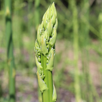 Other Types Of Flower Bulbs Grön Sparris - Set Om 3 - Asparagus 'Gijnlim' - Rhizomer - Grön