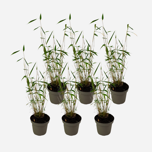 Florastore Blå Bambu - Set Om 6 - Fargesia Papyrifera 'Blue Dragon' - Höjd 30-40Cm - ⌀13Cm