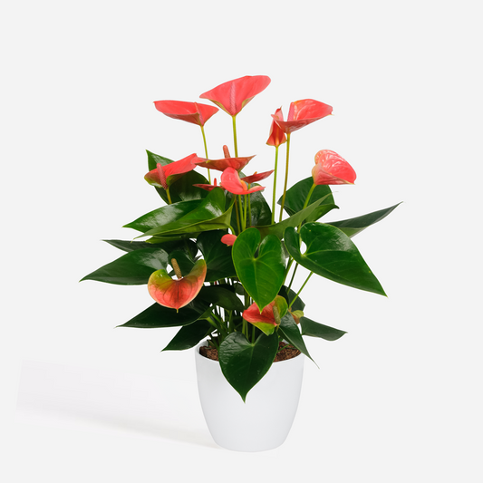 Florastore Rosenkalla - Anthurium 'Sweet Dream' - Höjd 35-45Cm - Ø12Cm