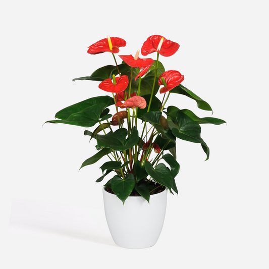 Florastore Rosenkalla - Anthurium 'Madural Red' - Höjd 55-70Cm - Ø17Cm