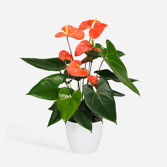 Florastore Rosenkalla - Anthurium 'Madural Orange' - Höjd 40-55Cm - Ø14Cm