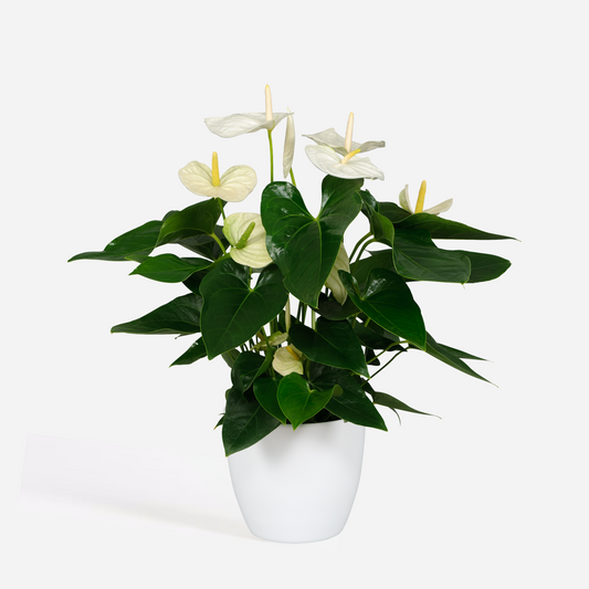 Florastore Rosenkalla - Anthurium 'Alaska White' - Höjd 55-70Cm - Ø17Cm