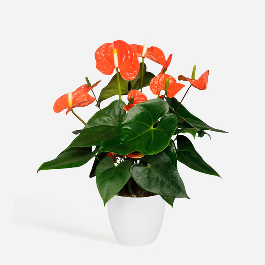 Florastore Rosenkalla - Anthurium 'Madural Orange' - Höjd 55-70Cm - Ø17Cm