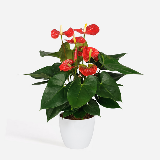Florastore Rosenkalla - Anthurium 'Madural Red' - Höjd 40-45Cm - Ø14Cm