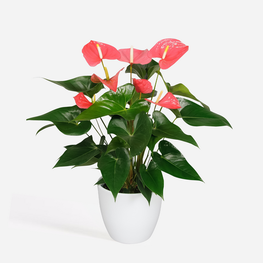 Florastore Rosenkalla - Anthurium 'Maine Pink' - Höjd 55-70Cm - Ø17Cm