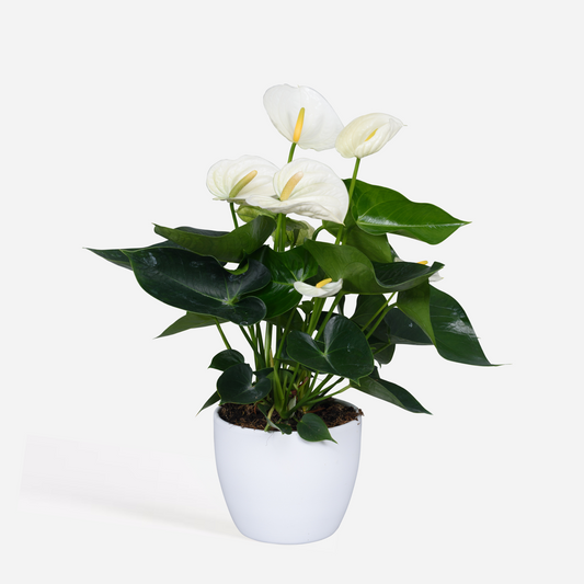 Florastore Rosenkalla - Anthurium 'Alpine White' - Höjd 40-55Cm - Ø14Cm