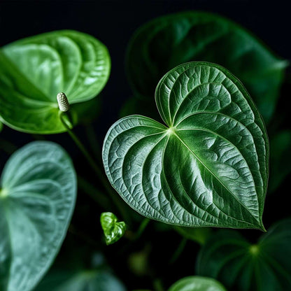 Blooming Houseplants Rosenkalla - Anthurium 'Colorado Pink' - Höjd 40-55Cm - Ø14Cm