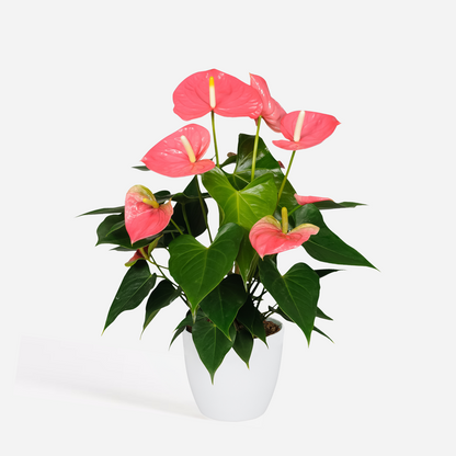 Blooming Houseplants Rosenkalla - Anthurium 'Colorado Pink' - Höjd 40-55Cm - Ø14Cm