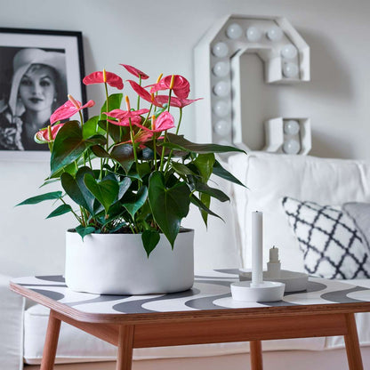 Blooming Houseplants Rosenkalla - Anthurium 'Colorado Pink' - Höjd 40-55Cm - Ø14Cm