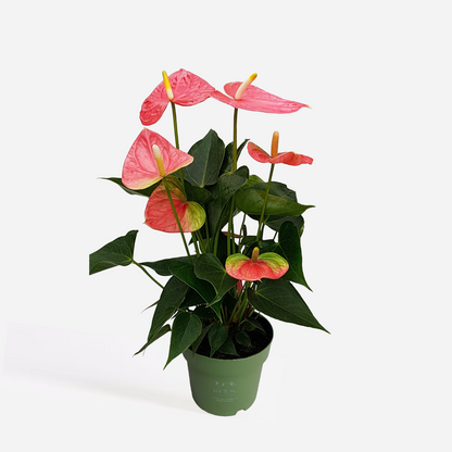 Blooming Houseplants Rosenkalla - Anthurium 'Colorado Pink' - Höjd 40-55Cm - Ø14Cm