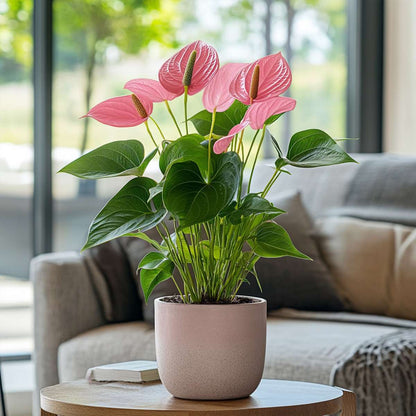 Blooming Houseplants Rosenkalla - Anthurium 'Colorado Pink' - Höjd 40-55Cm - Ø14Cm
