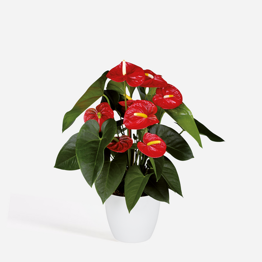 Florastore Rosenkalla - Anthurium 'Royal Champion' - Höjd 35-45Cm - Ø12Cm
