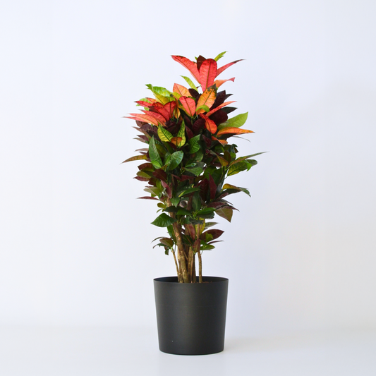 Florastore Kroton - Codiaeum Variegatum 'Mrs. Iceton' - Höjd 90-100Cm - Krukväxt 27Cm