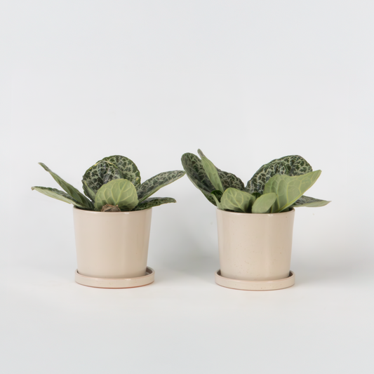 Florastore Kornettblomssläktet - Set Om 2 - Streptocarpus - Höjd 25-35Cm - ⌀13Cm