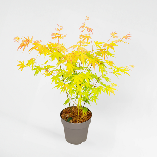 Florastore Japansk Lönn - Acer Palmatum 'Orange Dream' - Höjd 35-55Cm - ⌀15Cm