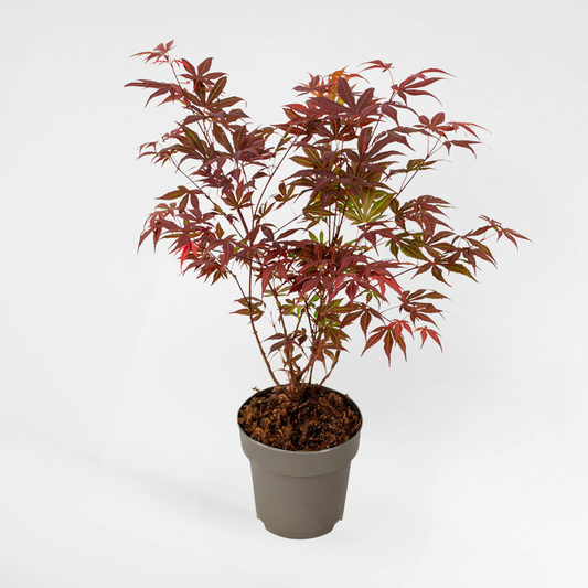 Florastore Rödbladig Japansk Lönn 'Atropurpureum' - Acer Palmatum - Höjd 35-55Cm - Ø15Cm