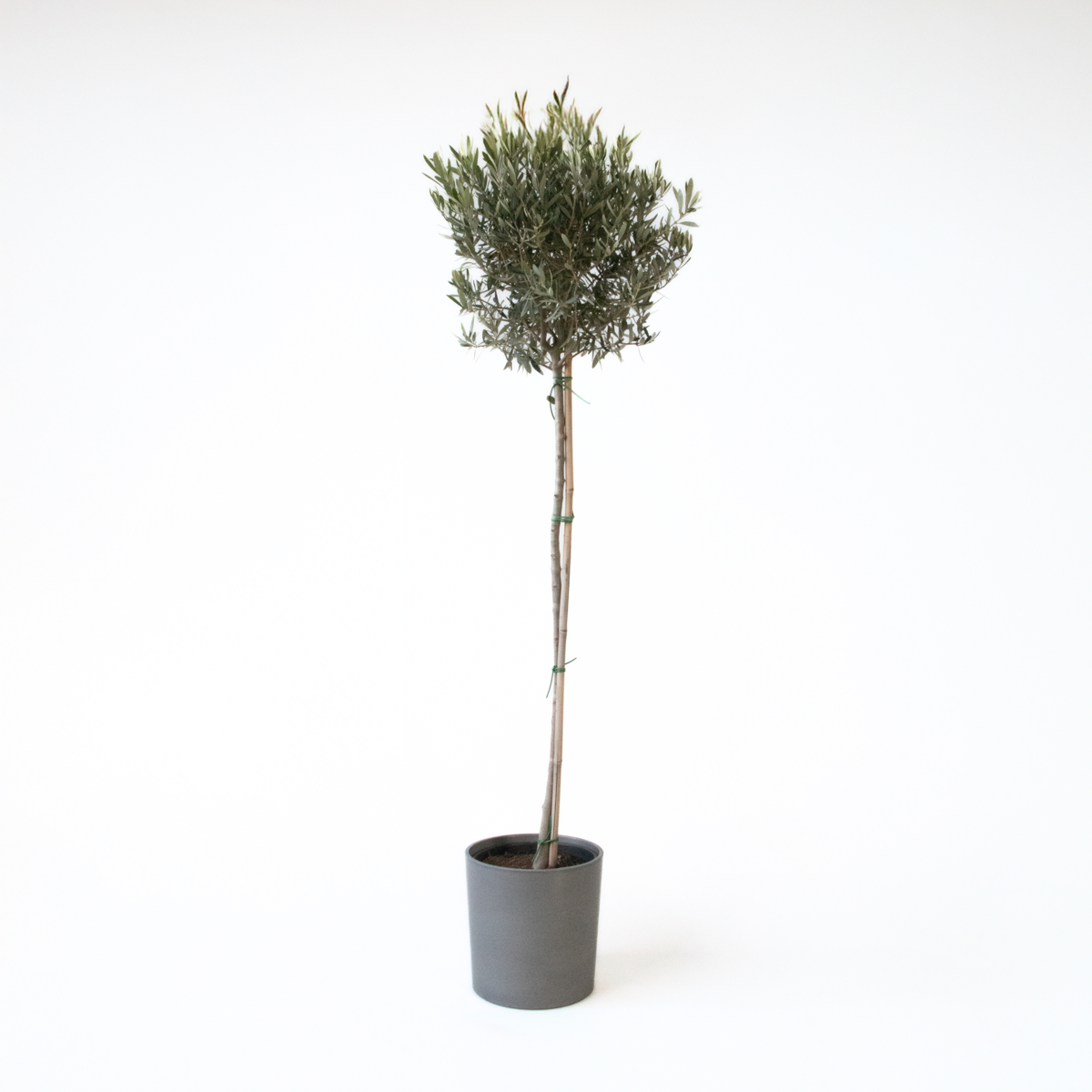 Florastore Olivträd - Olea Europaea - Höjd 155-170Cm - ⌀19Cm