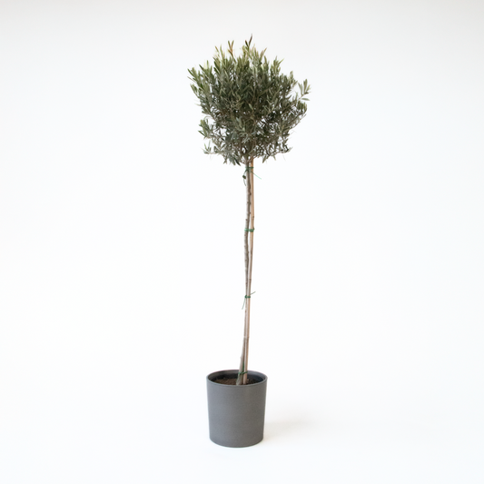 Olive Trees Olivträd - Olea Europaea - Höjd 155-170Cm - ⌀19Cm