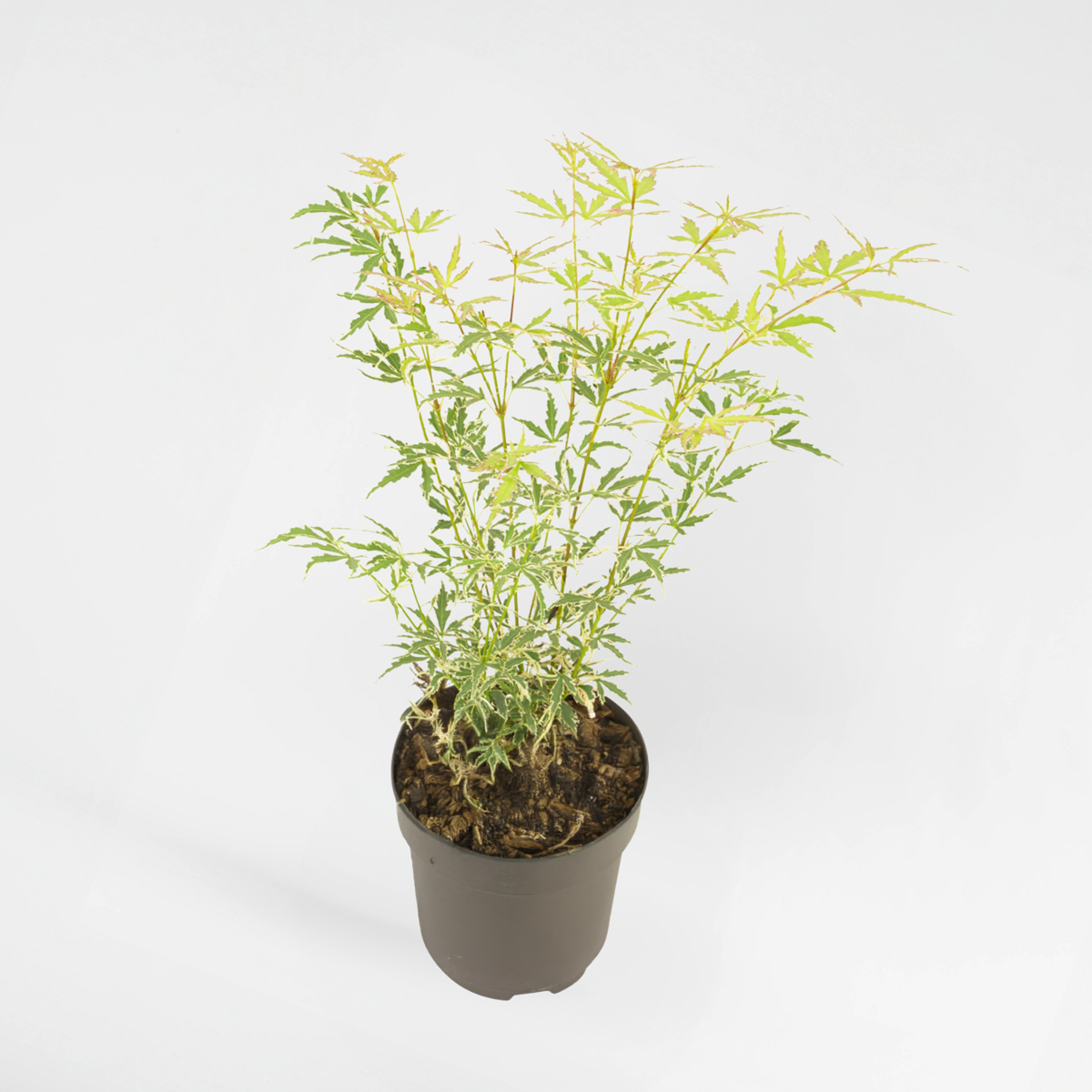 Florastore Japansk Lönn - Acer Palmatum 'Butterfly' - Höjd 35-55Cm - ⌀15Cm