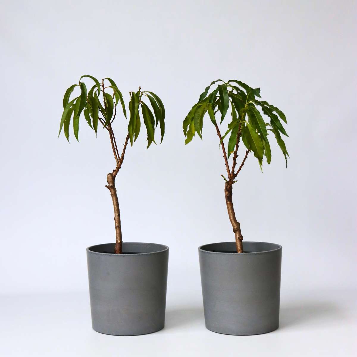 Florastore Persikaträd - Set Om 2 - Prunus Bonanza, Saturne - Höjd 60-70Cm - ⌀15Cm