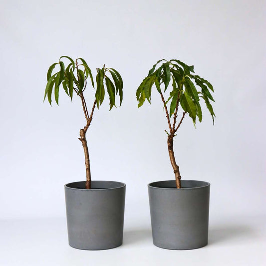 Florastore Persikaträd - Set Om 2 - Prunus Bonanza, Saturne - Höjd 60-70Cm - ⌀15Cm