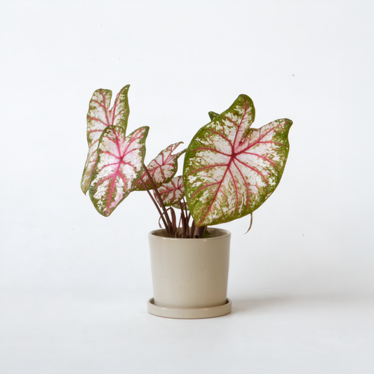 Florastore Kaladium - Caladium 'Tapestry' - Höjd 25-35Cm - ⌀13Cm