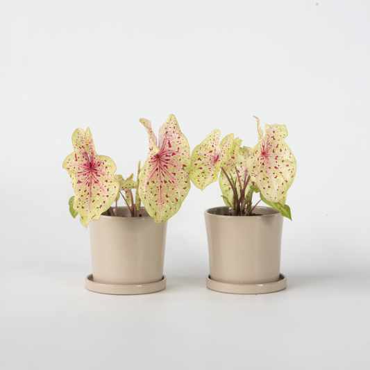 Florastore Kaladium - Set Om 2 - Caladium 'Miss Muffet' - Höjd 25-40Cm - ⌀12Cm