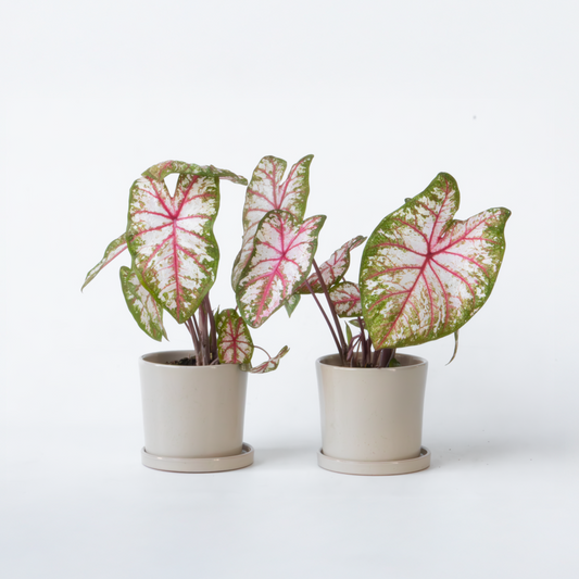 Florastore Kaladium - Set Om 2 - Caladium 'Tapestry' - Höjd 25-35Cm - ⌀13Cm