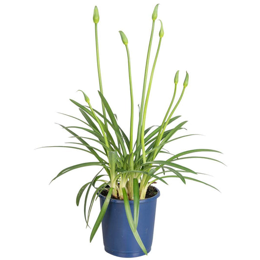 Florastore Afrikas Blå Lilja - Agapanthus 'Amourette Blue' - Höjd 30-45Cm - Ø14Cm