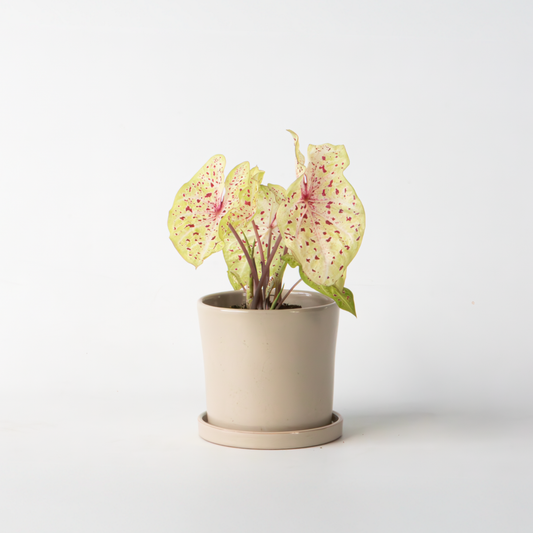 Florastore Kaladium - Caladium 'Miss Muffet' - Höjd 25-40Cm - ⌀12Cm