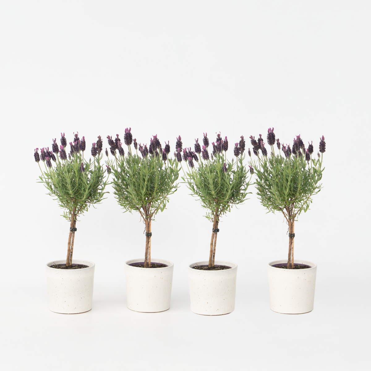 Florastore Lavendelträd - Set Om 4 - Lavandula Stoechas 'Anouk' - Höjd 30-40Cm - ⌀12Cm